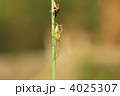 蜘蛛の1種