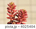 多肉植物（オーロラ）