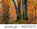 世界遺産白神山地の紅葉