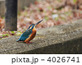 上を向くカワセミ