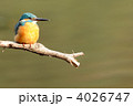 休憩中のカワセミ