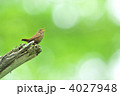 ミソサザイ