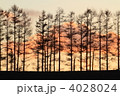 カラマツ林夕景