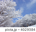 樹氷（御在所岳山上公園)