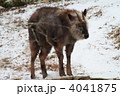 冬のニホンカモシカ