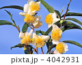 茶花-32837