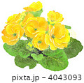 プリムラの花