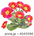 プリムラの花