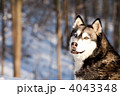 4043348