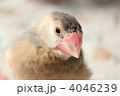 眠い　文鳥のひな