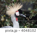ホオジロカンムリヅル