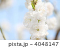 白いハナモモのアップ