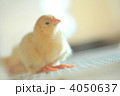 4050637