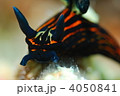 ウミウシ