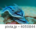 ウミウシ