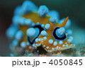 ウミウシ