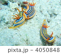 ウミウシ