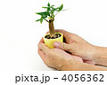 パキラの木