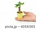 パキラの木