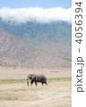 ゾウ