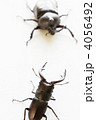 ノコギリクワガタvsカブトムシ