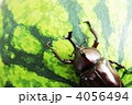 カブトムシ