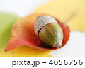 どんぐり