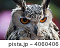 ワシミミズク