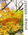 紅葉・頭上のカエデ