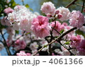 八重桜 八重桜