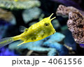 コンゴウフグ