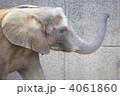 鼻を持ち上げるアフリカ象（クローズアップ）
