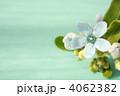 ブルースター