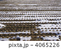 雪融け