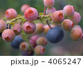ブルーベリー
