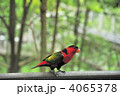 オトメズグロインコ
