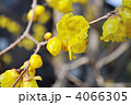 4066305