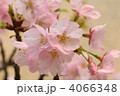 彼岸桜