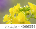 菜の花