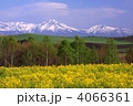 北海道　菜の花畑