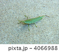 昆虫みぃつけた！