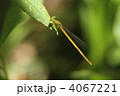 キイトトンボ♀