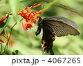 吸蜜するクロアゲハ