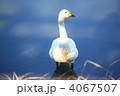 飛来した可愛い白鳥
