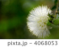 カリアンドラ
