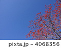 1月　イイギリ・イイギリ科28実
