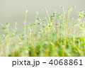 苔の赤ちゃん