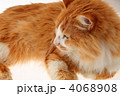 ジゴロ（横）