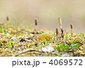つくし