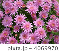 菊